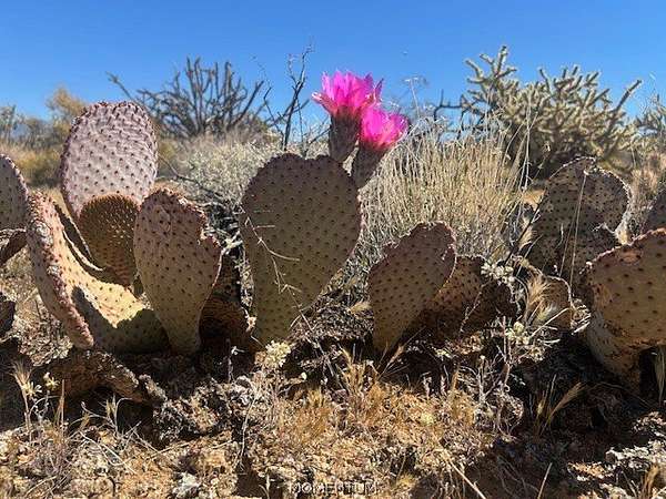 1 Acre of Residential Land for Sale in Yucca, Arizona