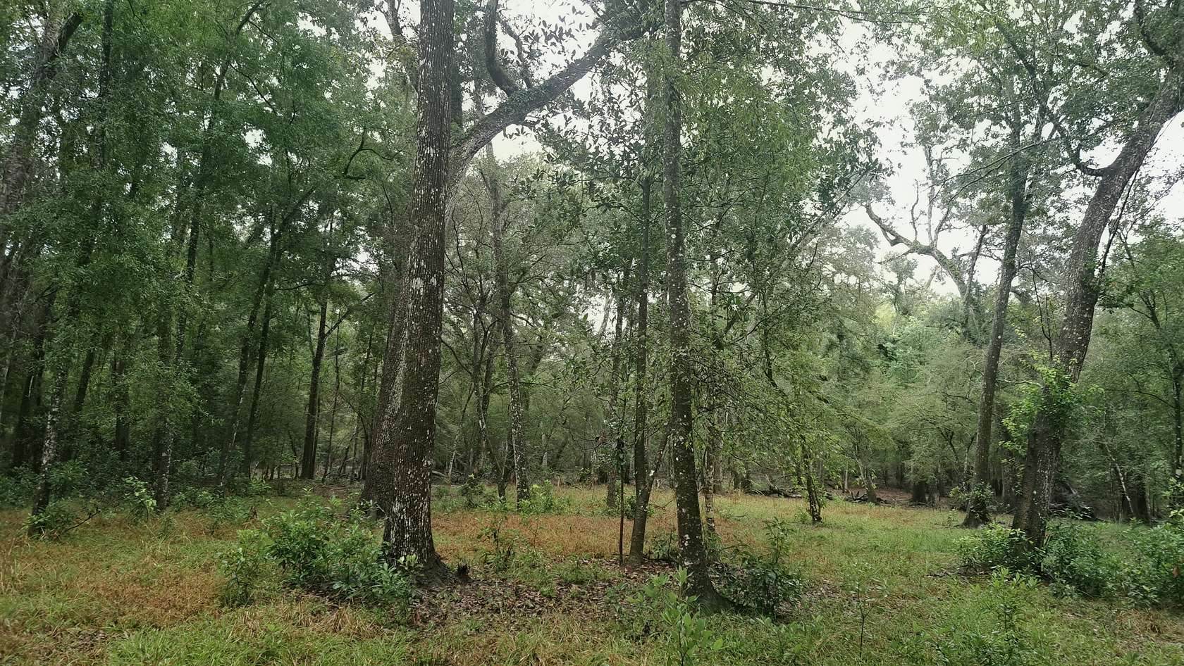 3.24 Acres of Agricultural Land for Sale in Branford, Florida