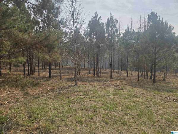10 Acres of Land for Sale in Rockford, Alabama