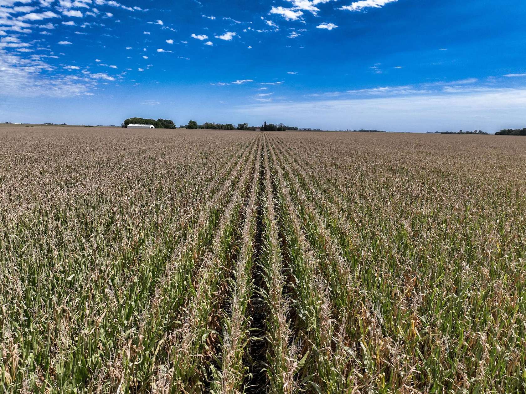 75 Acres of Land for Auction in Pocahontas, Iowa