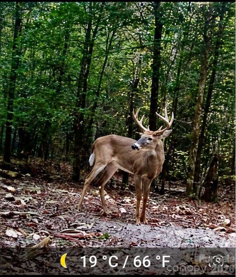 41 Acres of Recreational & Residential Land for Sale in Bethune, South Carolina