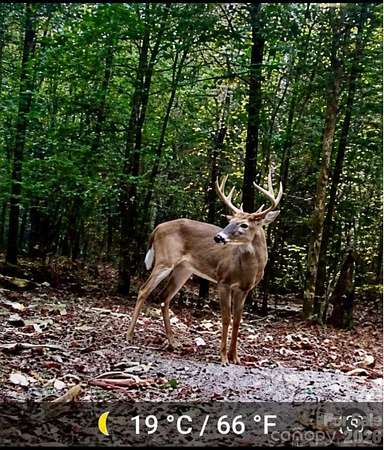 41 Acres of Recreational & Residential Land for Sale in Bethune, South Carolina