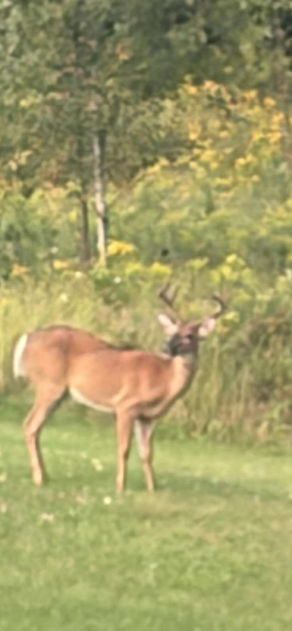 15 Acres of Land with Home for Sale in Prescott, Michigan