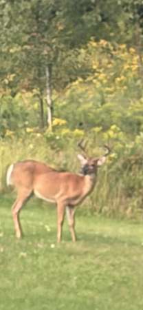 15 Acres of Land with Home for Sale in Prescott, Michigan