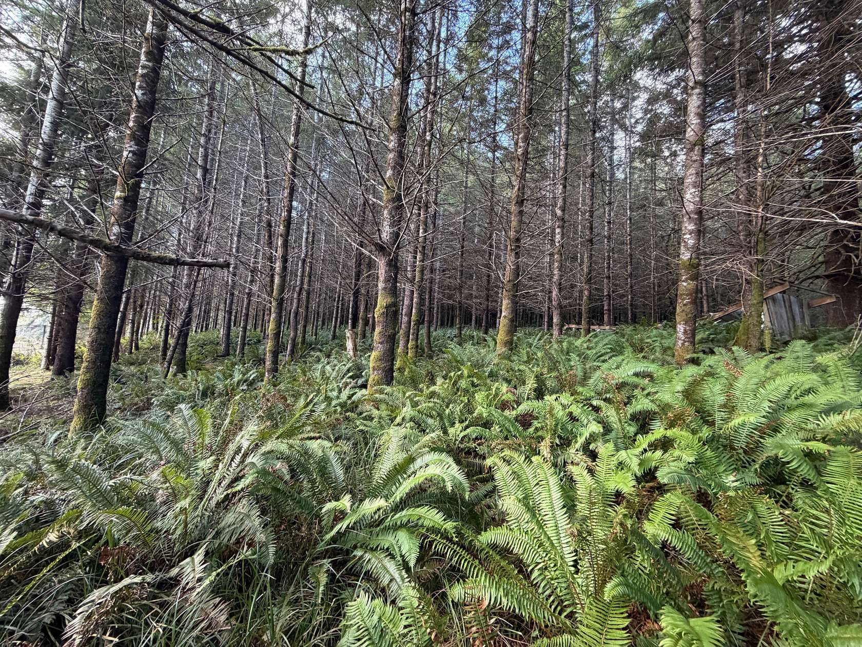 10.8 Acres of Recreational Land for Sale in Willapa, Washington
