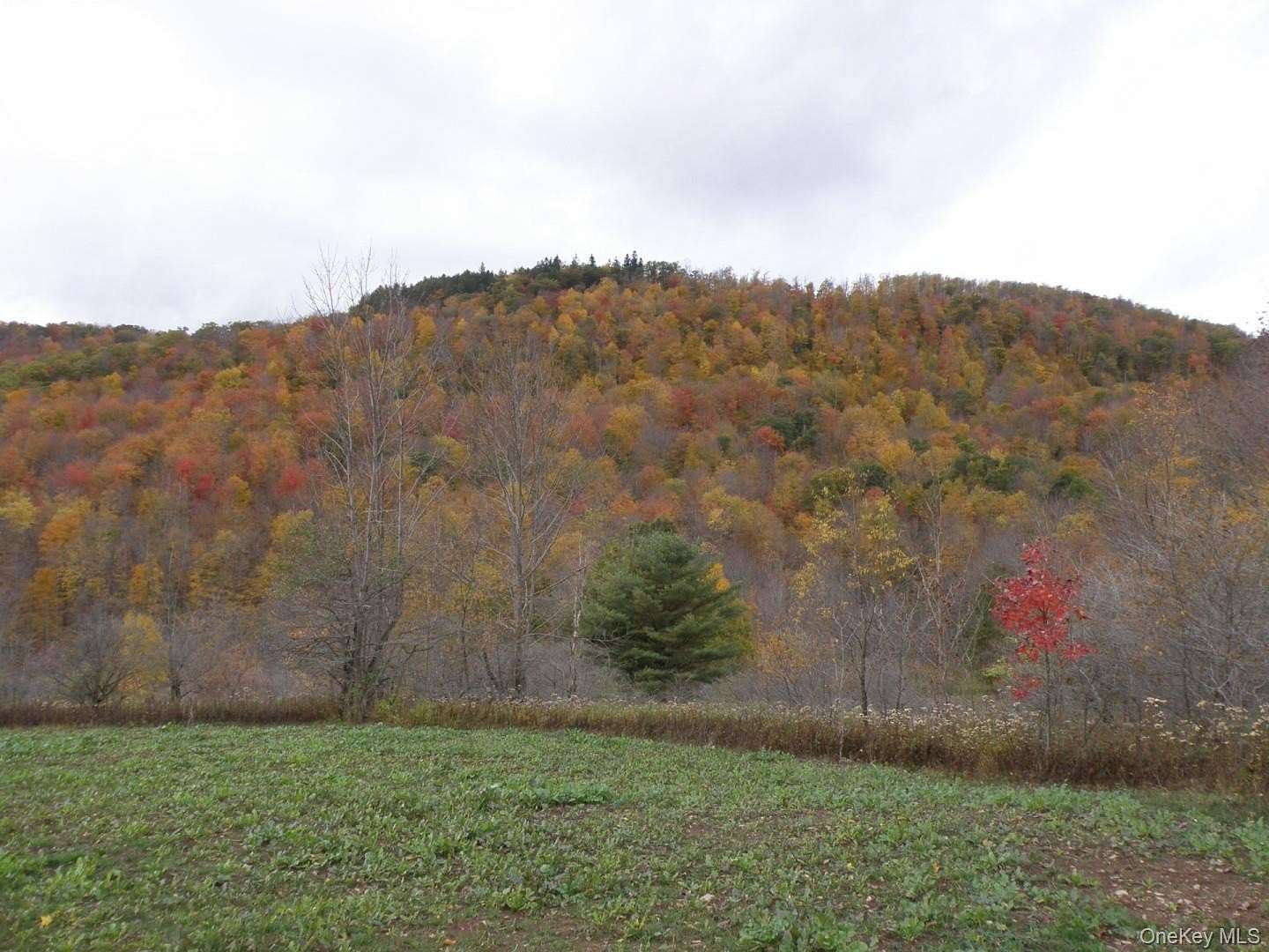 64.6 Acres of Land for Sale in Hamden, New York
