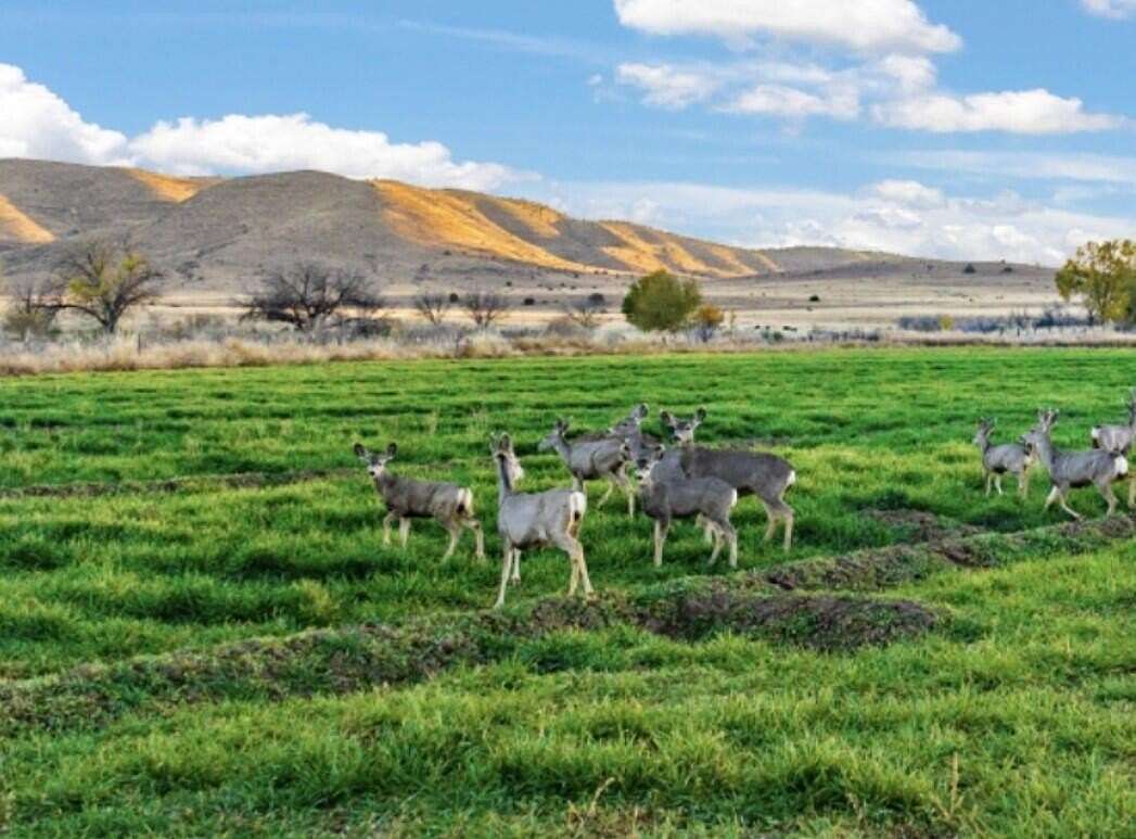 11.5 Acres of Land for Sale in Picacho, New Mexico