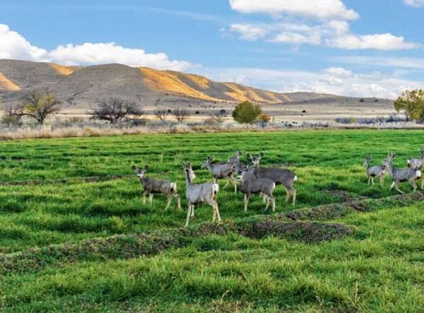 11.5 Acres of Land for Sale in Picacho, New Mexico
