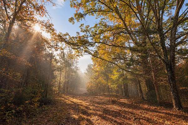 19.6 Acres of Land for Sale in Primm Springs, Tennessee