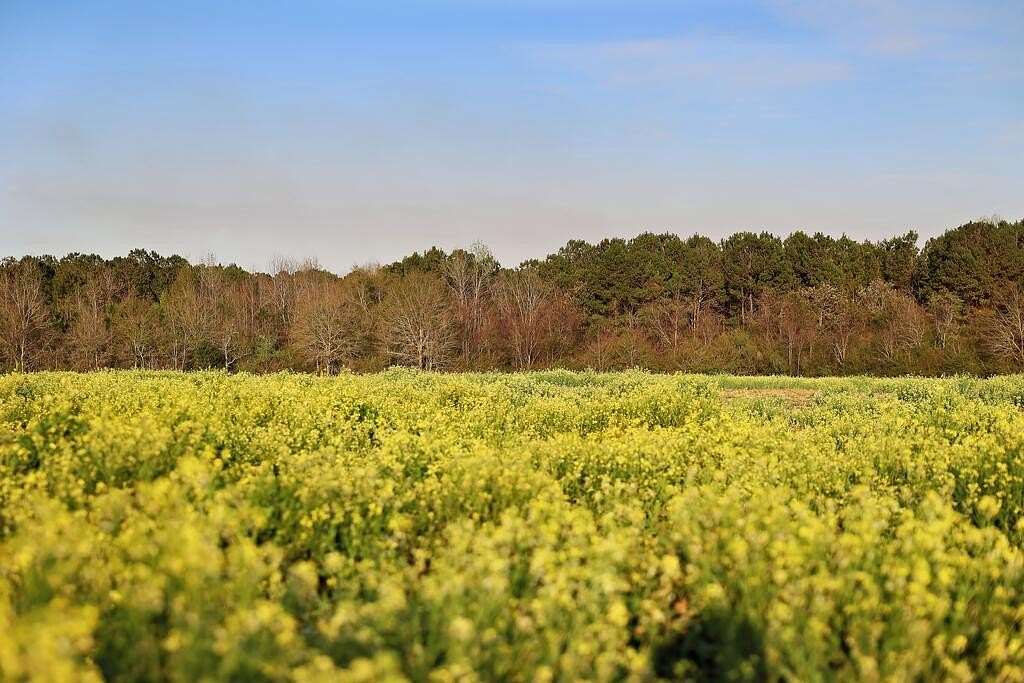 55 Acres of Recreational Land for Sale in Cairo, Georgia