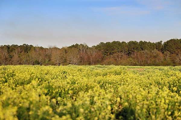 55 Acres of Recreational Land for Sale in Cairo, Georgia