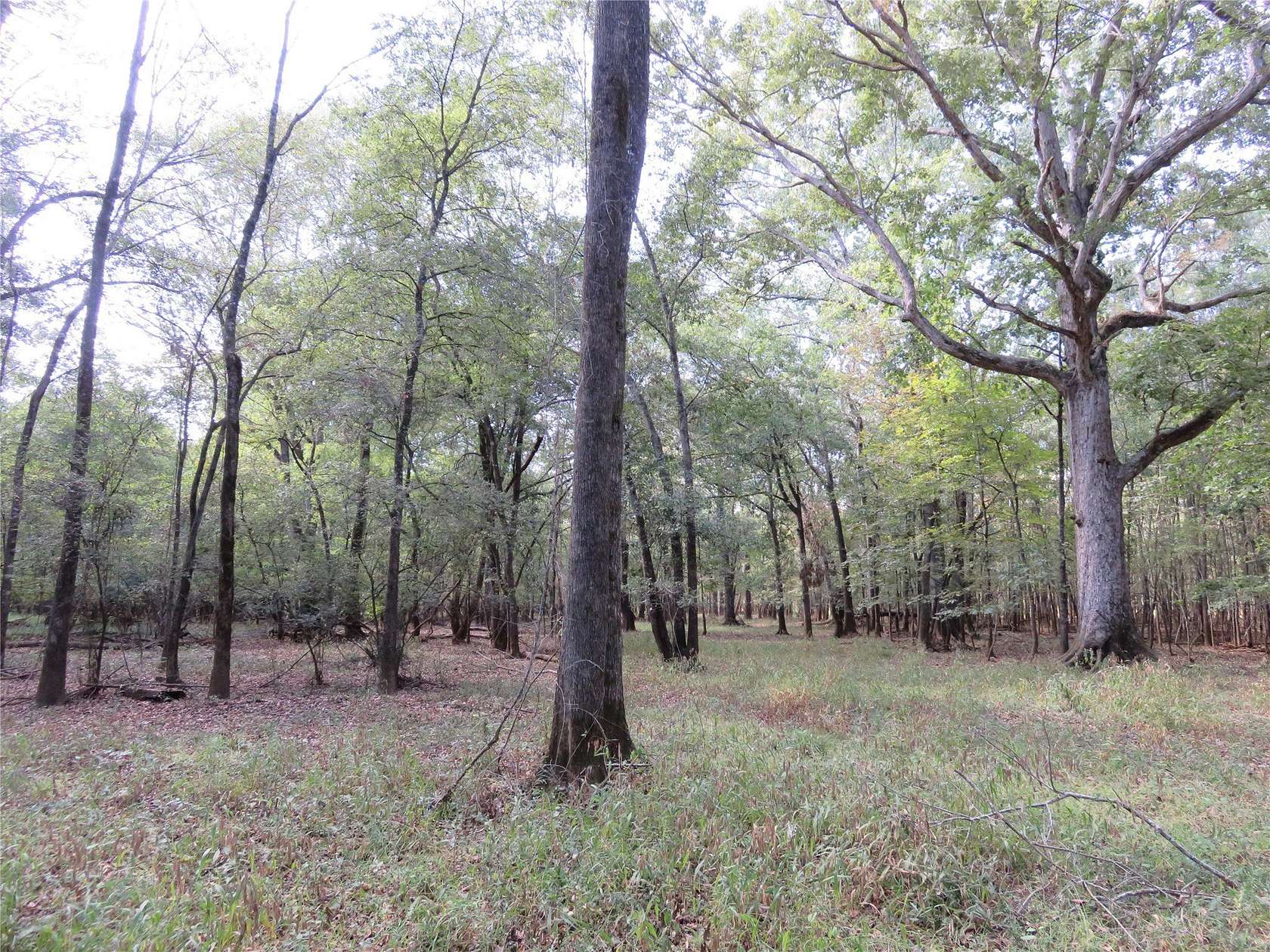 160 Acres of Recreational Land for Sale in Nacogdoches, Texas