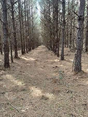 40.9 Acres of Recreational Land for Sale in Timpson, Texas