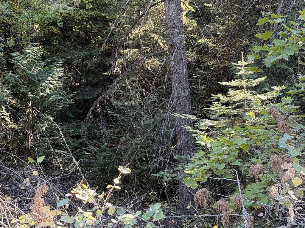 5.56 Acres of Land for Sale in Rathdrum, Idaho