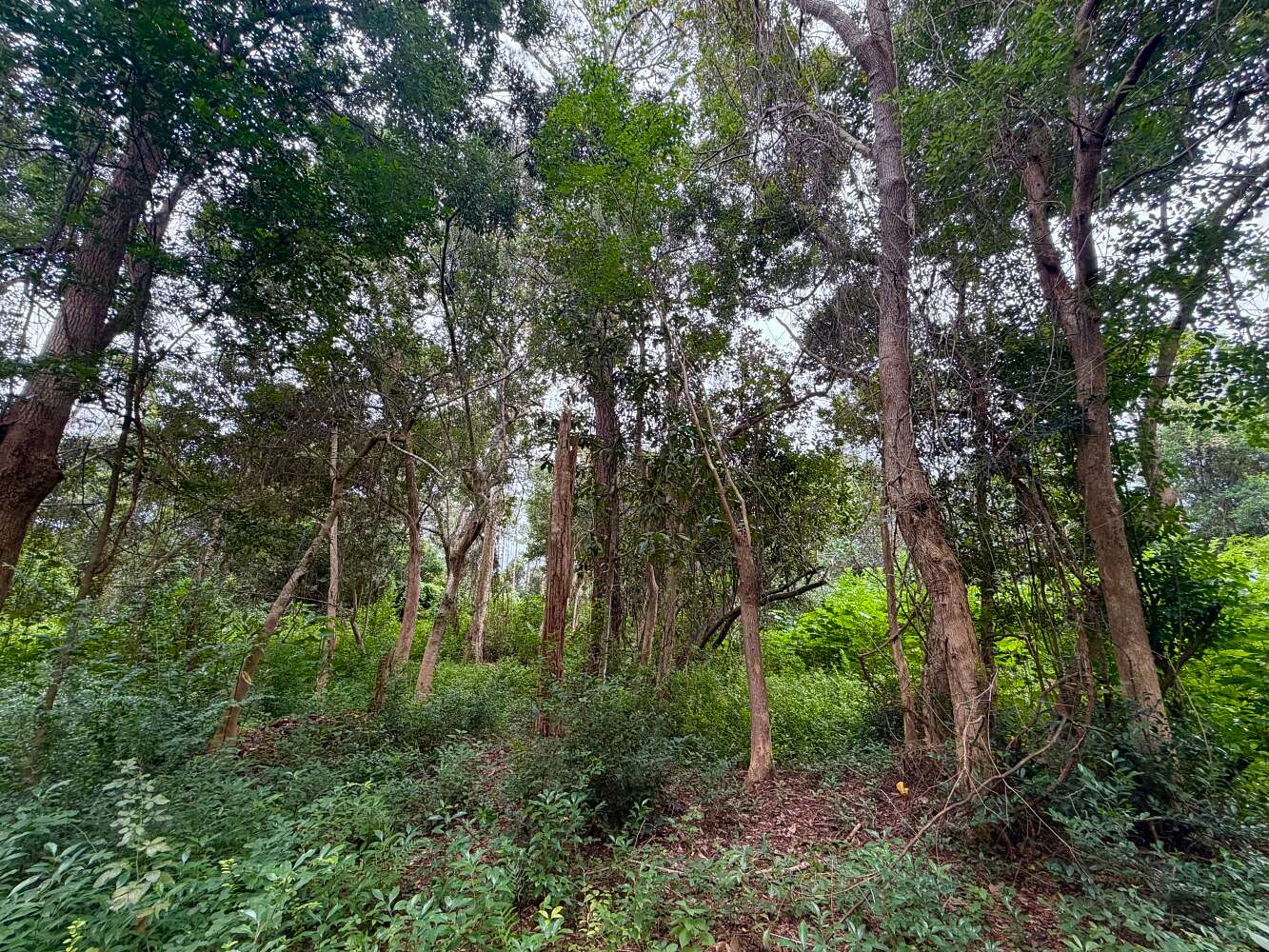 0.64 Acres of Mixed-Use Land for Sale in Pensacola, Florida