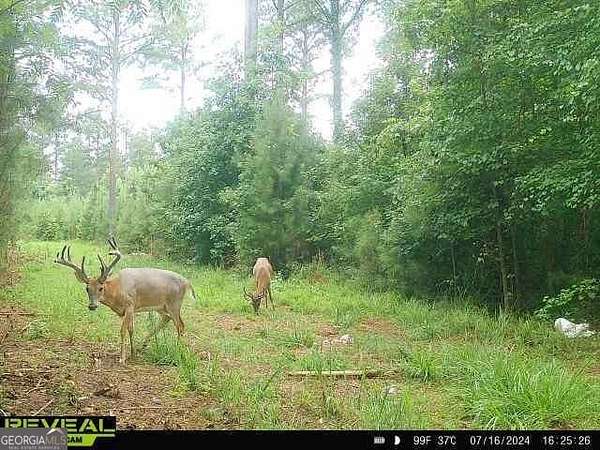 1,047 Acres of Recreational Land for Sale in Madison, Georgia