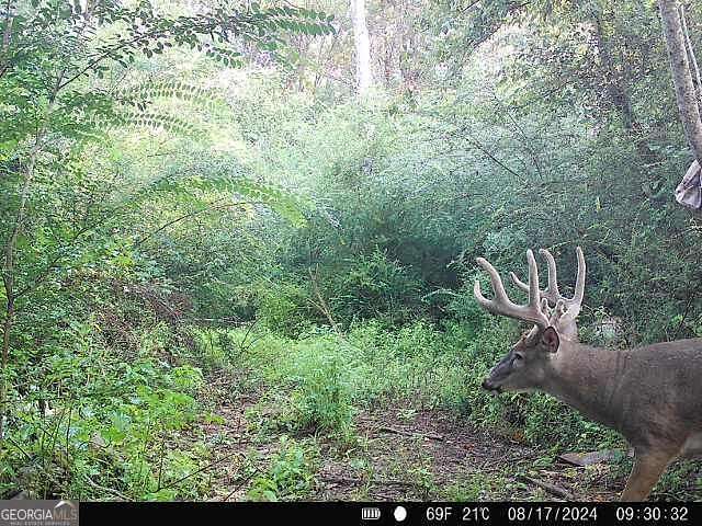 571 Acres of Recreational Land for Sale in Madison, Georgia