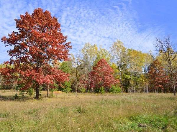 29 Acres of Recreational & Residential Land for Sale in Park Rapids, Minnesota