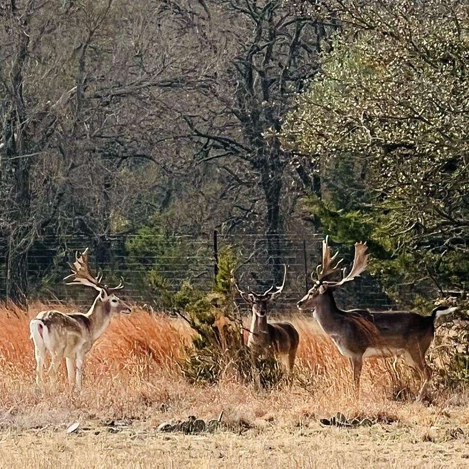 286 Acres of Recreational Land with Home for Sale in Purmela, Texas