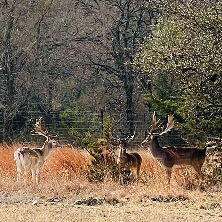 286 Acres of Recreational Land with Home for Sale in Purmela, Texas