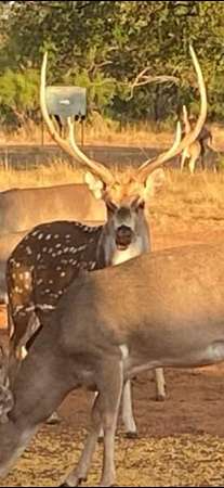 506 Acres of Recreational Land with Home for Sale in Bronte, Texas