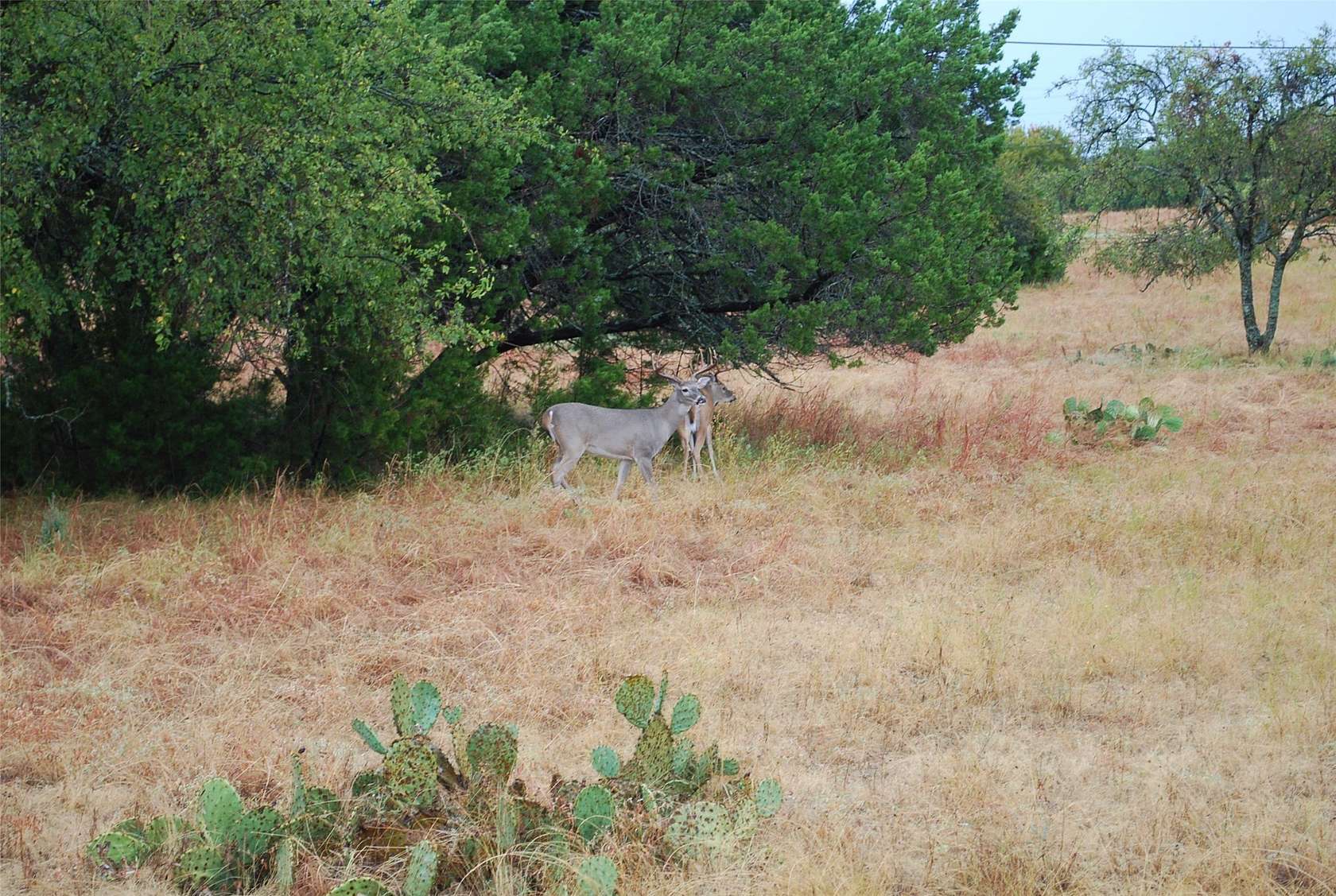 0.22 Acres of Residential Land for Sale in Whitney, Texas