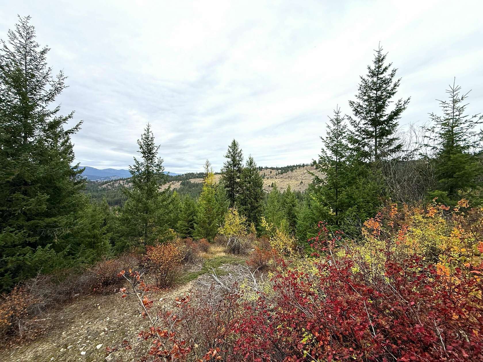 60 Acres of Recreational Land for Sale in Curlew, Washington