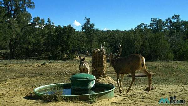 8,891 Acres of Land for Sale in Lindrith, New Mexico