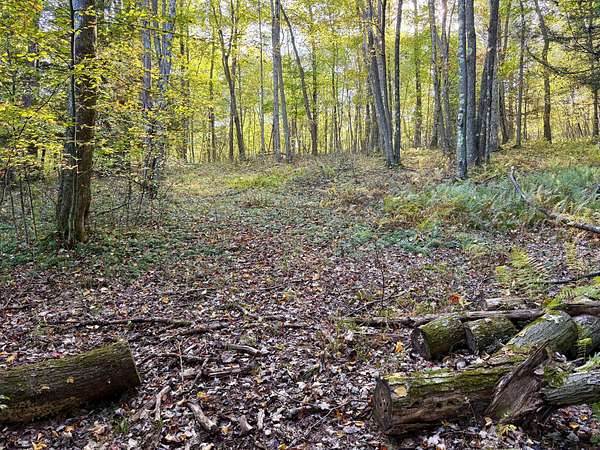 10 Acres of Recreational Land for Sale in Farmington, Pennsylvania