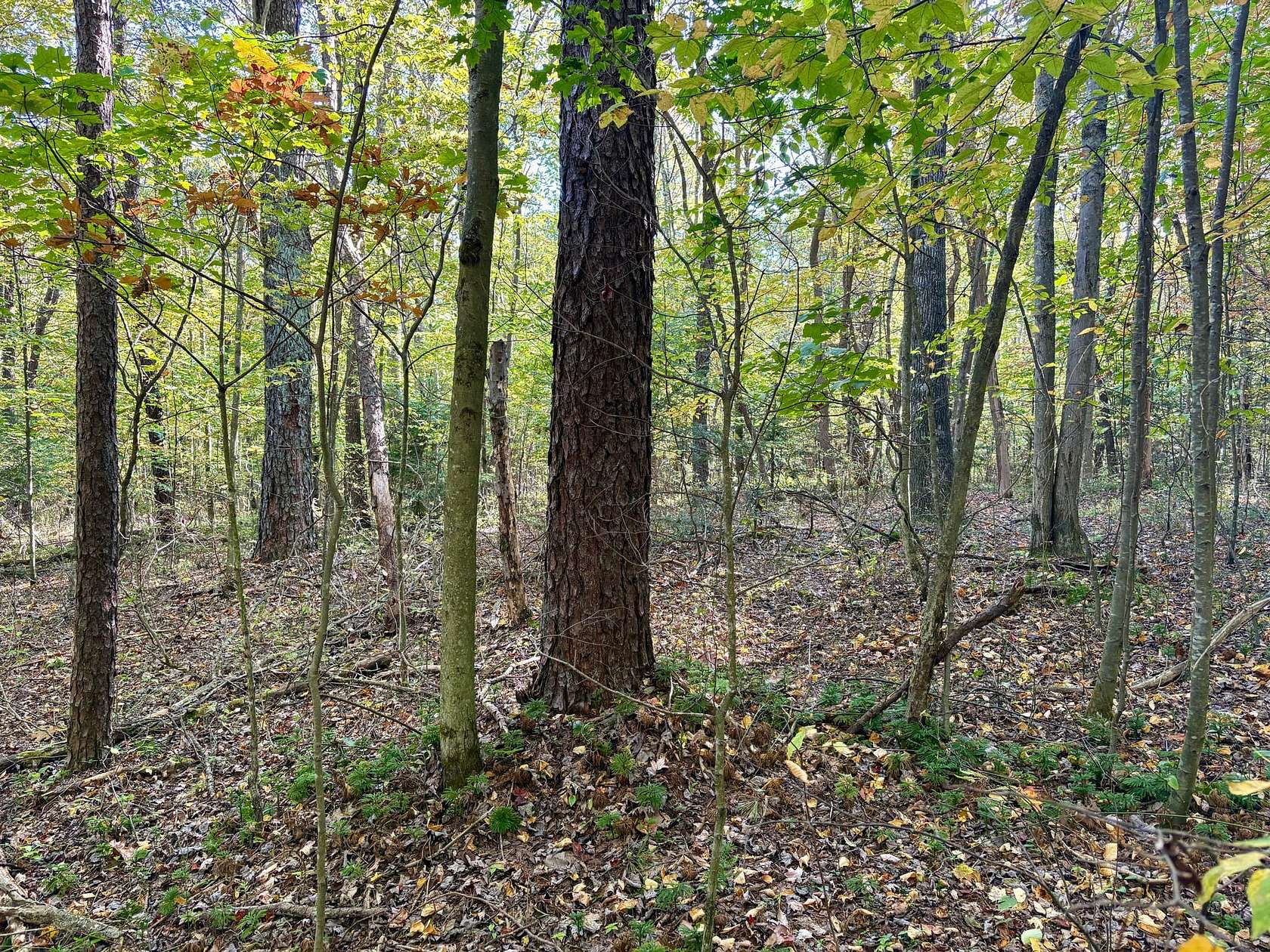 10 Acres of Recreational Land for Sale in Farmington, Pennsylvania