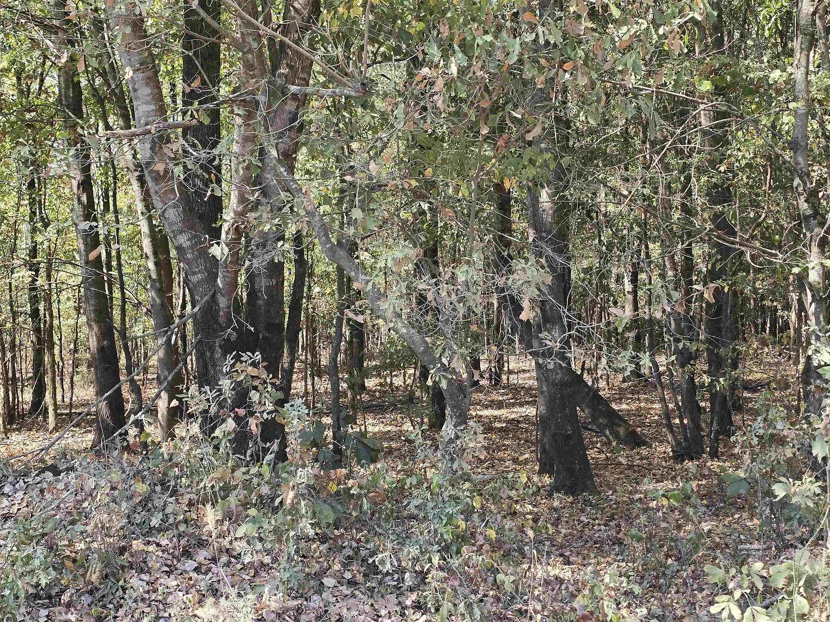 24 Acres of Land for Sale in Searcy, Arkansas