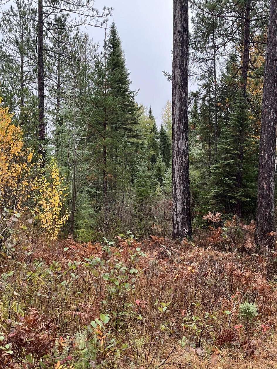 40 Acres of Recreational Land for Sale in Mcmillan Township, Michigan