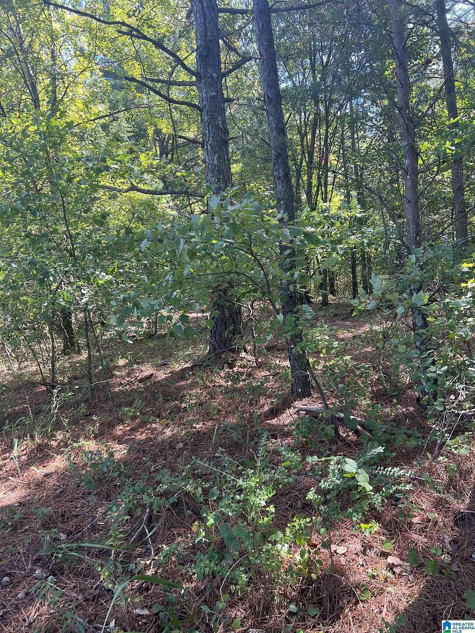 11.6 Acres of Land for Sale in Springville, Alabama
