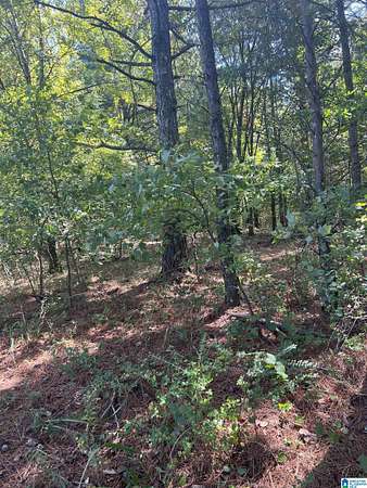 11.6 Acres of Land for Sale in Springville, Alabama