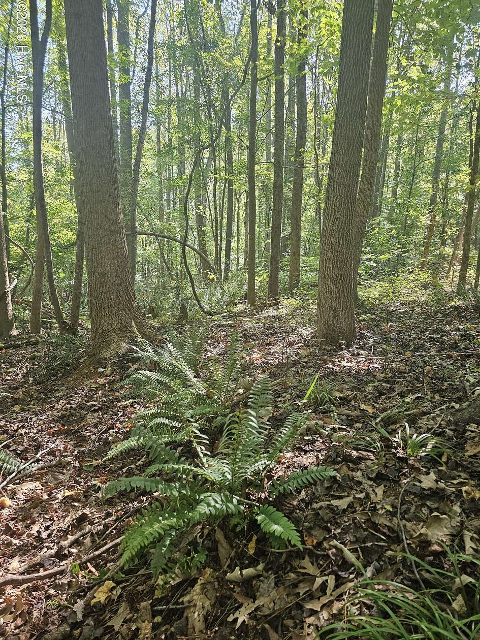 5 Acres of Residential Land for Sale in Nashville, North Carolina