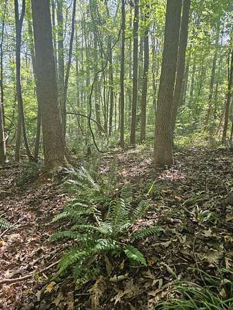 5 Acres of Residential Land for Sale in Nashville, North Carolina