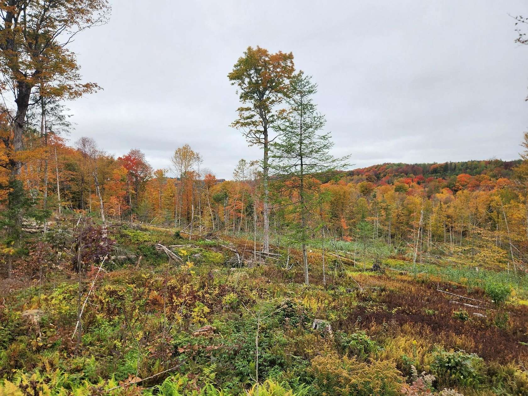 10.4 Acres of Recreational & Residential Land for Sale in Morgan, Vermont