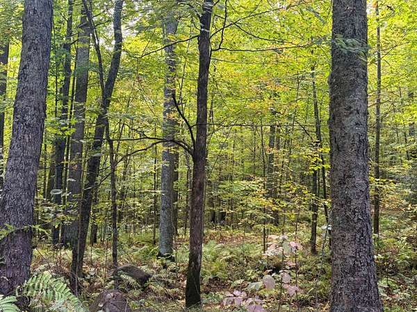 80.6 Acres of Recreational Land for Sale in Iron River Township, Michigan