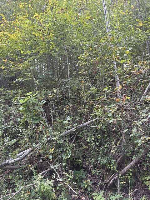 1.44 Acres of Residential Land for Sale in Sharps Chapel, Tennessee