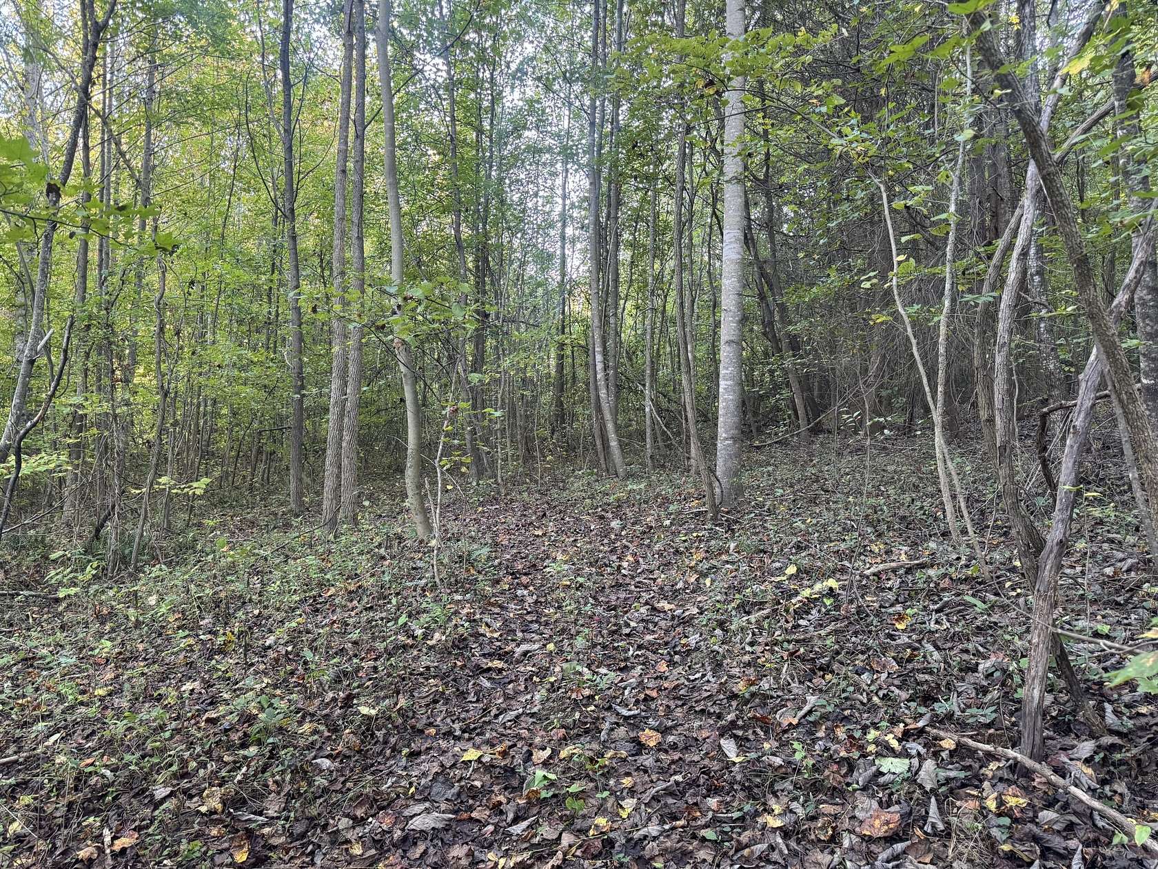 1 Acre of Residential Land for Sale in Del Rio, Tennessee
