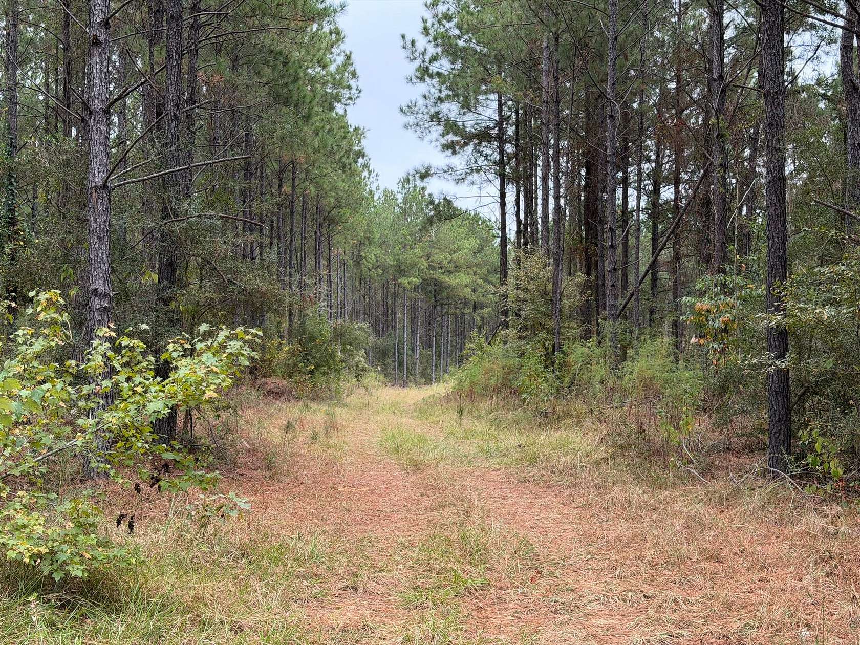 40 Acres of Recreational Land for Sale in Dodson, Louisiana