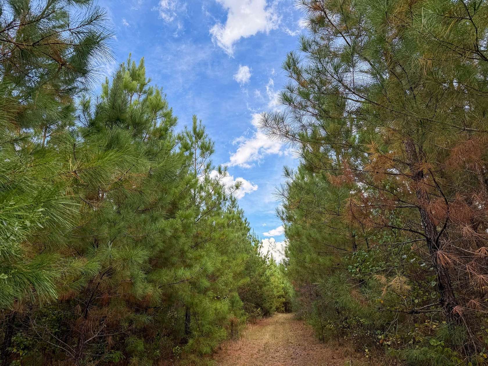35 Acres of Recreational Land for Auction in Thornton, Arkansas