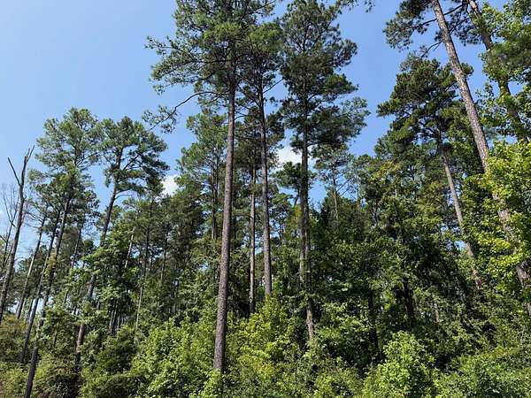 100 Acres of Recreational Land for Auction in Thornton, Arkansas