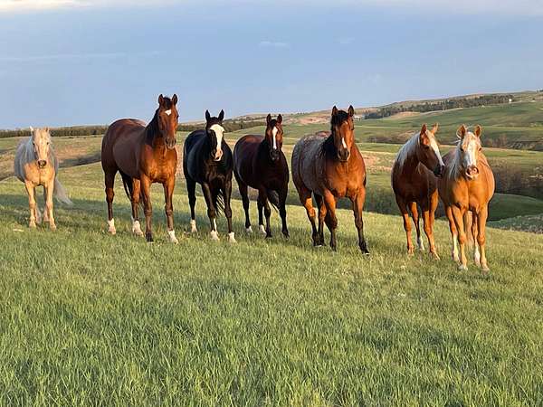 960 Acres of Land with Home for Sale in Martin, South Dakota