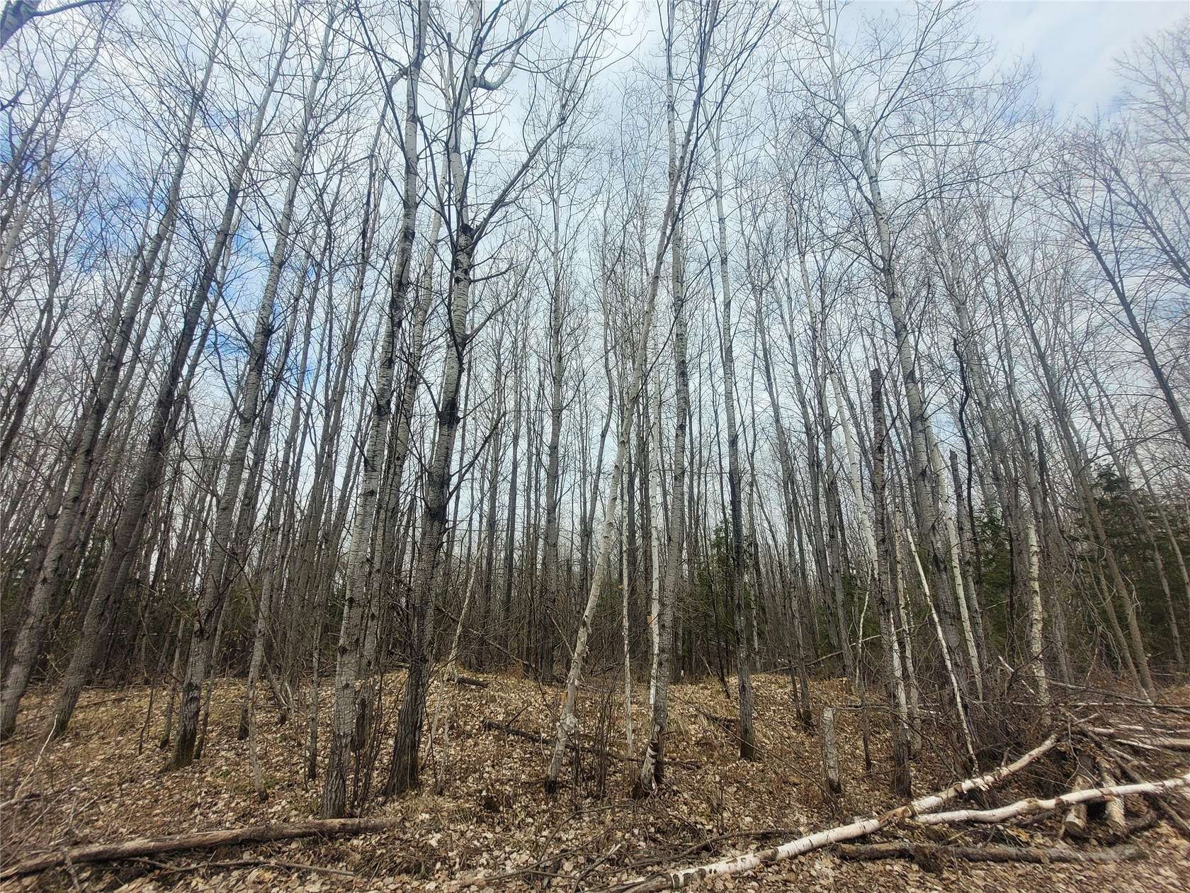 280 Acres of Recreational Land for Sale in Holcombe, Wisconsin