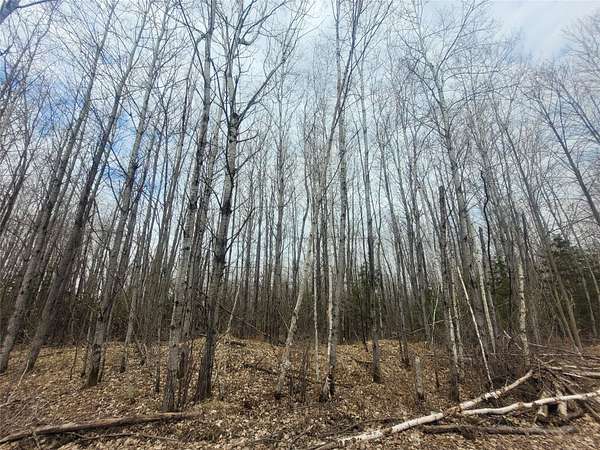 280 Acres of Recreational Land for Sale in Holcombe, Wisconsin