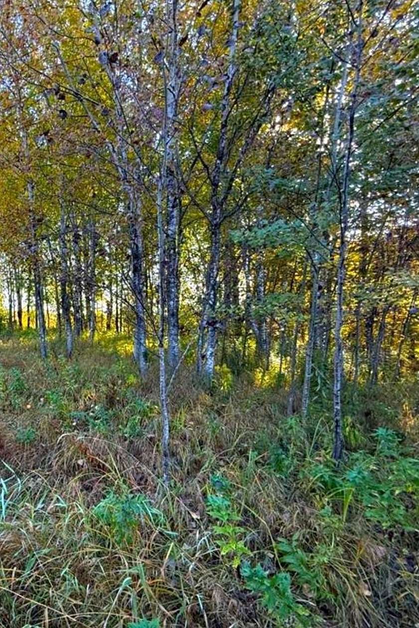36 Acres of Recreational Land for Sale in Palisade, Minnesota