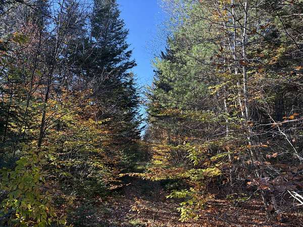 49.8 Acres of Recreational & Residential Land for Sale in Cold Brook, New York