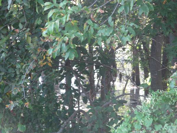49 Acres of Agricultural Land for Auction in Bruceville, Indiana