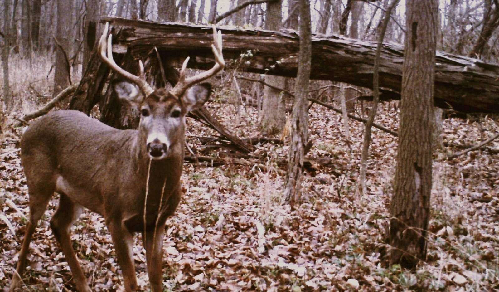 14.5 Acres of Recreational & Residential Land for Sale in Hutsonville, Illinois